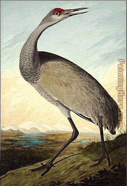 Hooping Crane painting - John James Audubon Hooping Crane art painting